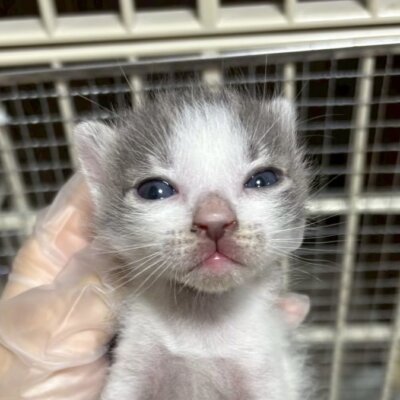 みゆ【ちびびの森シェルター】