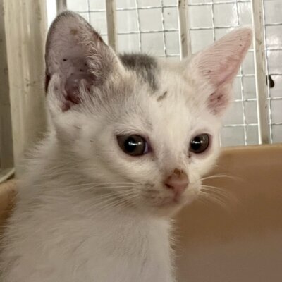 おゆい【ちびびの森シェルター】