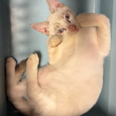 イーソウ【高円寺】