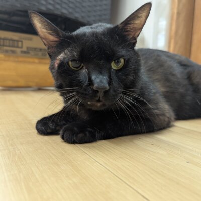 ゴーヤマン【ちびびの森シェルター】