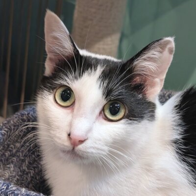 ゴマ【大阪ねこ浴場】