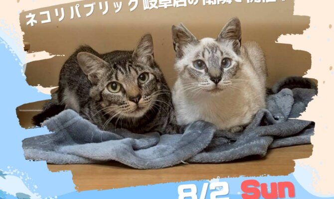 夏の思い出は、猫との出会いから🏠岐阜市保護猫譲渡会🌻