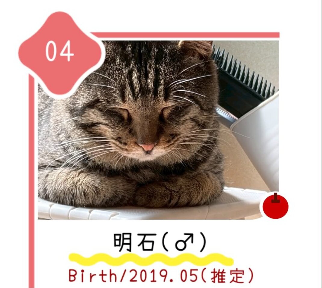 8月30日の心斎橋ふれあい譲渡会に参加する保護猫明石