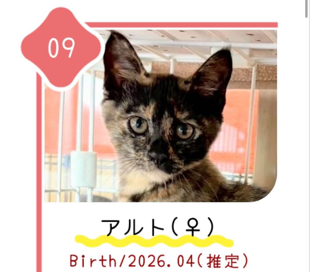 8月30日の心斎橋ふれあい譲渡会に参加する保護猫アルト