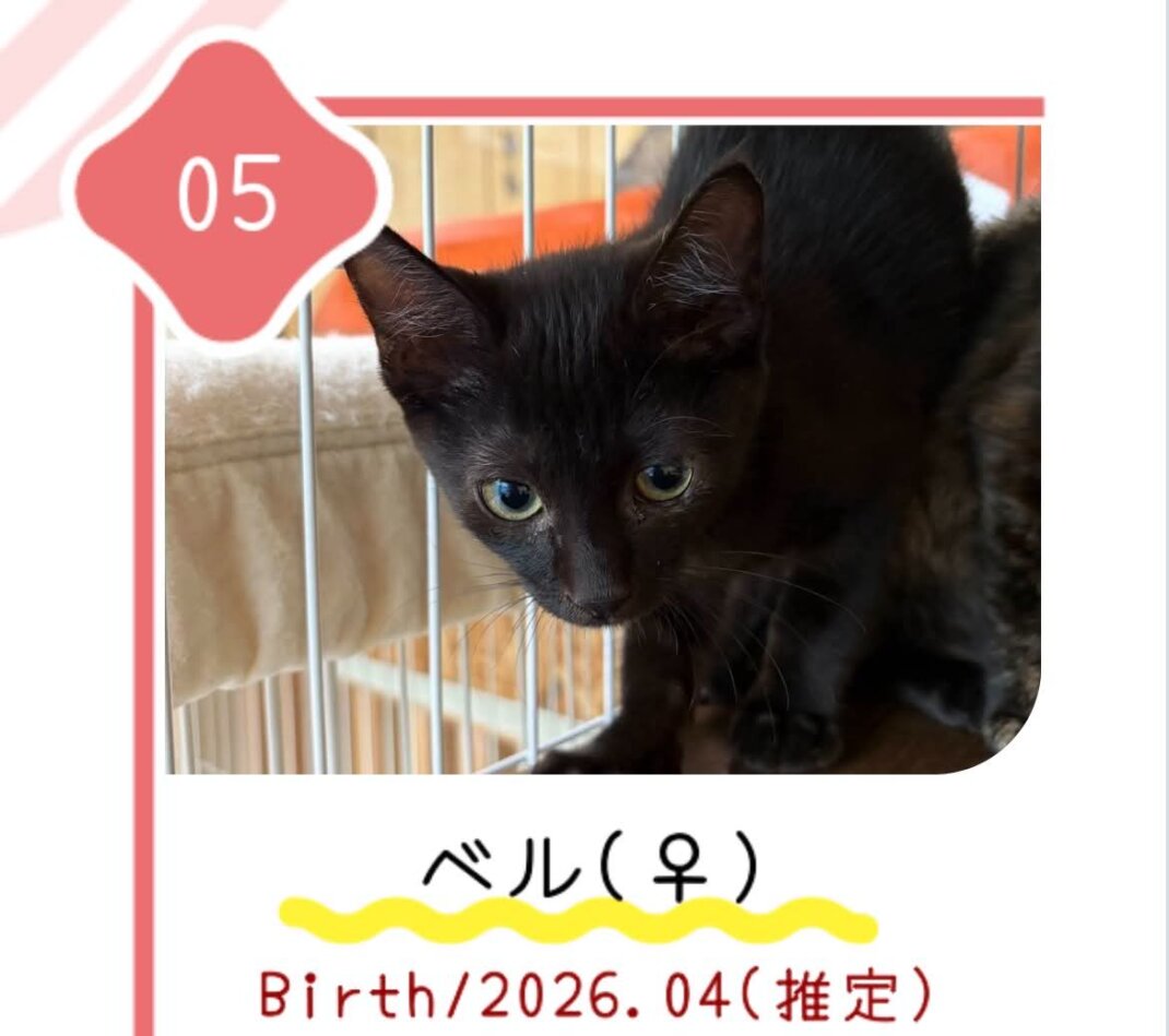 8月30日の心斎橋ふれあい譲渡会に参加する保護猫ベル