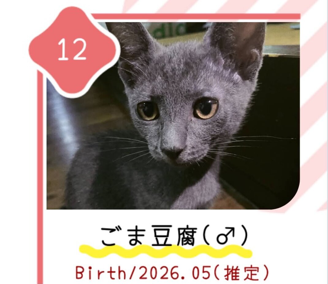 8月30日の心斎橋ふれあい譲渡会に参加する保護猫ごま豆腐