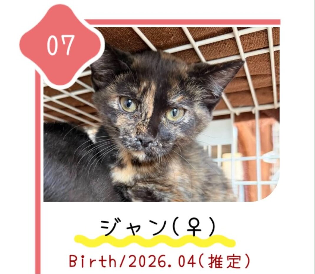 8月30日の心斎橋ふれあい譲渡会に参加する保護猫ジャン