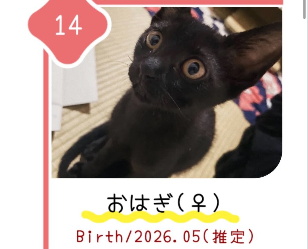 8月30日の心斎橋ふれあい譲渡会に参加する保護猫おはぎ
