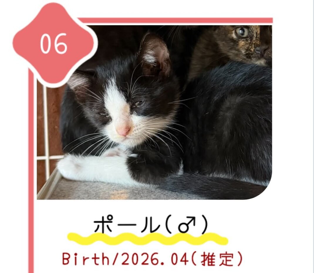 8月30日の心斎橋ふれあい譲渡会に参加する保護猫ポール