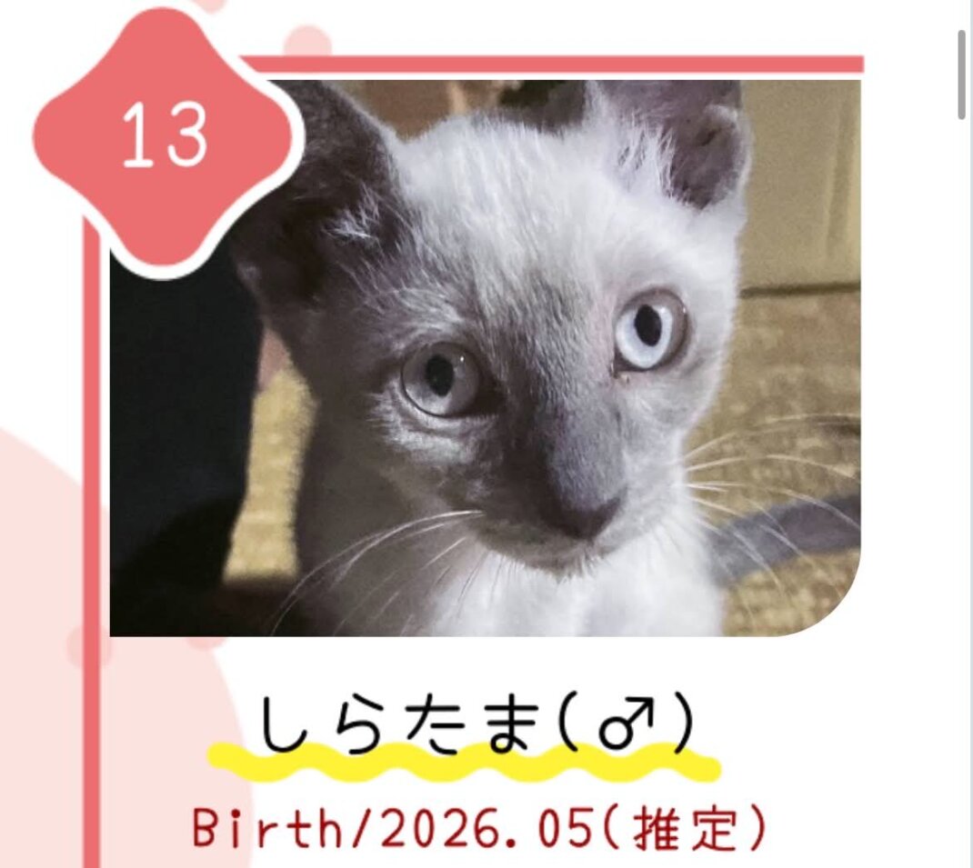 8月30日の心斎橋ふれあい譲渡会に参加する保護猫しらたま