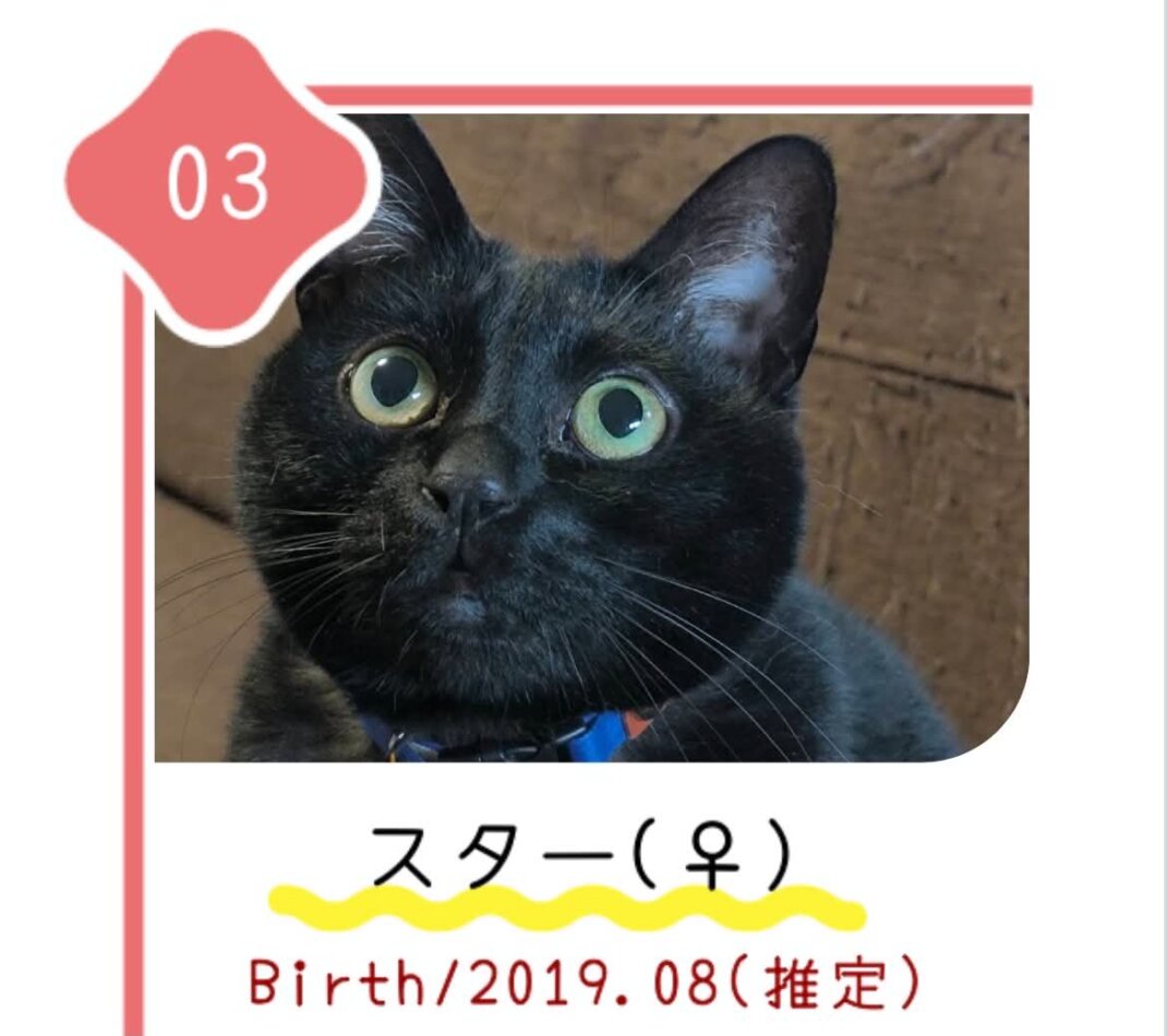 8月30日の心斎橋ふれあい譲渡会に参加する保護猫スター