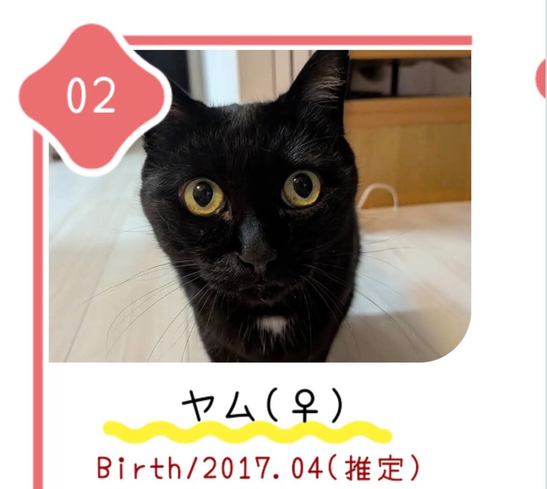 8月30日の心斎橋ふれあい譲渡会に参加する保護猫ヤム