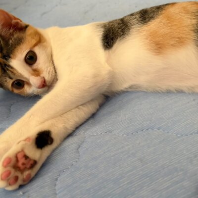 ラン【大阪TNTA部】➡虹珀