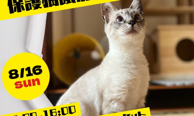 【岐阜市・柳ヶ瀬】8月16日開催｜サンデービルヂングマーケットで保護猫譲渡会🐈