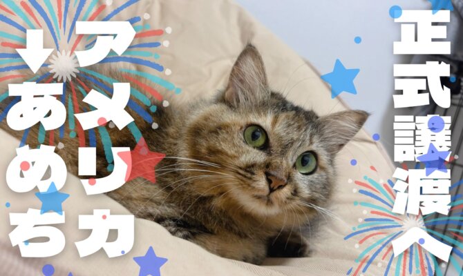 【大阪ねこ浴場】アメリカ、正式譲渡へ【アメリカ→あめち】