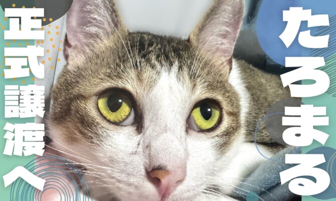 【大阪ねこ浴場】やんちゃボウズたろまる、ついに正式譲渡へ！🎉✨️