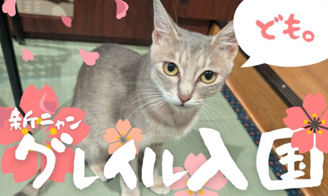 【大阪ねこ浴場】新ニャンのグレイルちゃん入国♨️🚩
