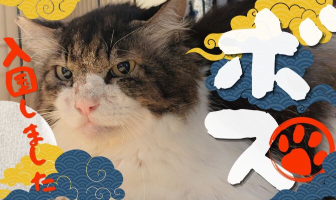 【大阪ねこ浴場】りんご猫の新ニャン、ボスが入国🎩🐾