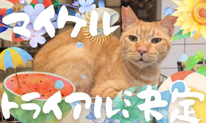 【大阪ねこ浴場】マイケル、トライアル決定！🕺✨️