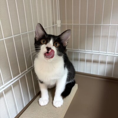 ダイヤ【大阪TNTA部】
