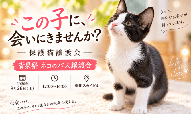 【大阪・梅田】保護猫の譲渡会を9/26開催！梅田スカイビル「ネコのバス譲渡会」