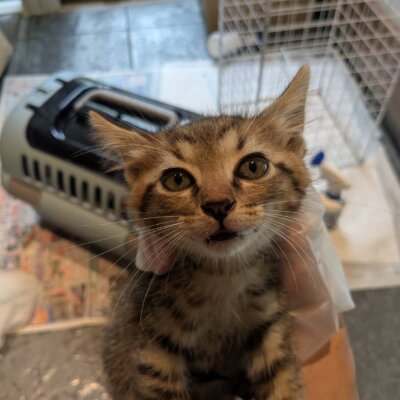 ゴモラ【ちびびの森シェルター】