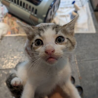 エレキング【ちびびの森シェルター】