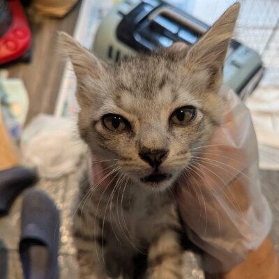ジャミラ【ちびびの森シェルター】