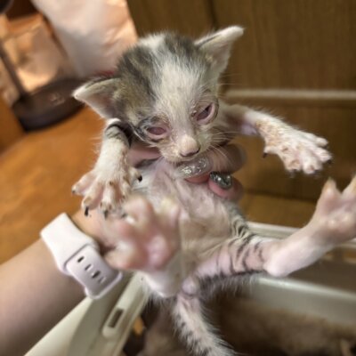 シャショー【ちびびの森シェルター】