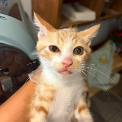 いち【ちびびの森シェルター】