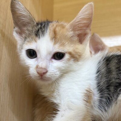 千姫【ちびびの森シェルター】
