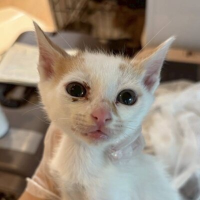いえ【ちびびの森シェルター】