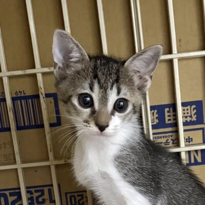 しだだ【ちびびの森シェルター】