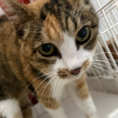 おヨネ【ちびびの森シェルター】