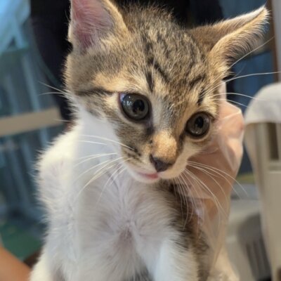 もろこし【ちびびの森シェルター】