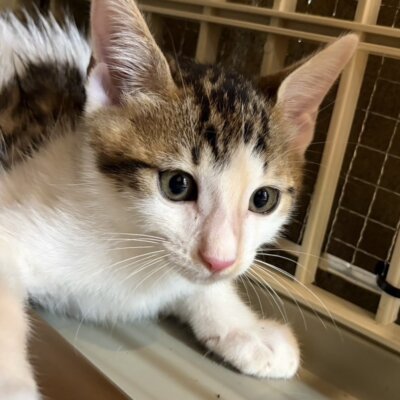 とうまめ【ちびびの森シェルター】