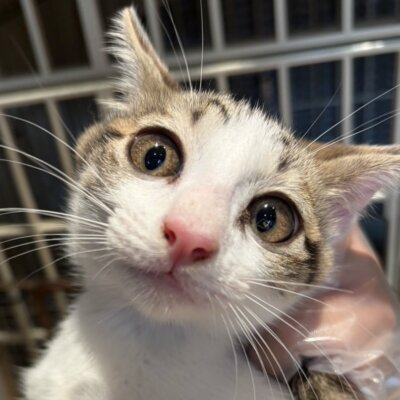 まるきび【ちびびの森シェルター】