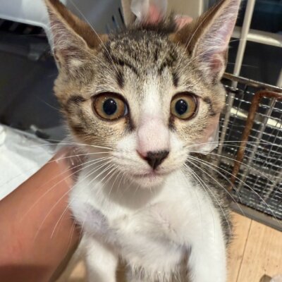 なんばん【ちびびの森シェルター】