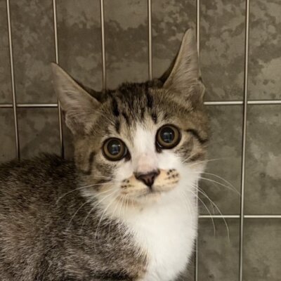 ねちゅ【ちびびの森シェルター】