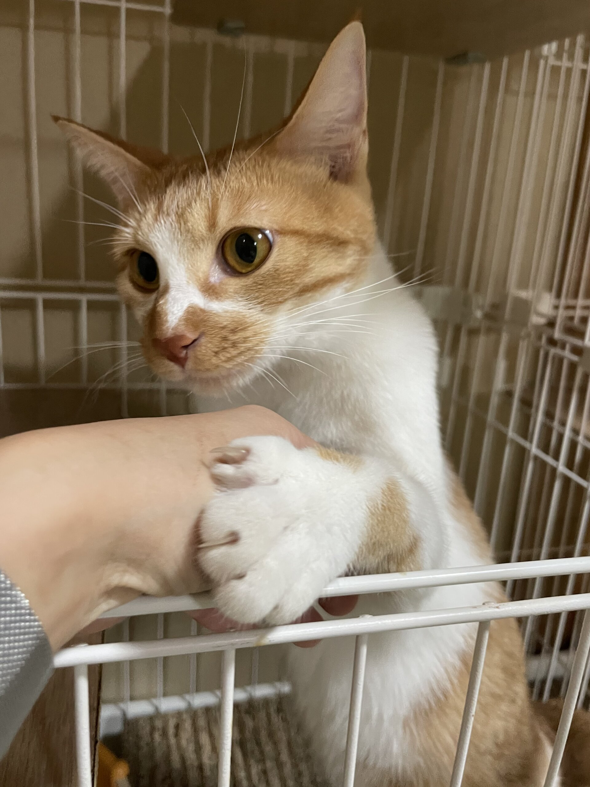お茶の水】〜渋谷はろお〜 | ネコリパブリック｜日本の猫の殺処分を