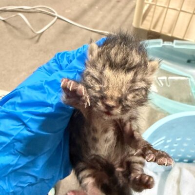 やきあなご【ちびびの森シェルター】