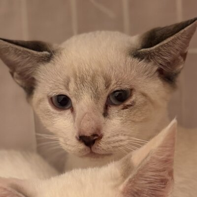 アグル【ちびびの森シェルター】