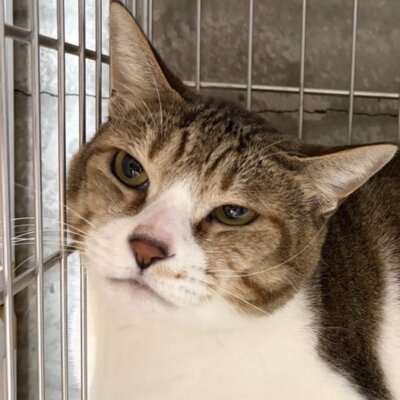 青島くん【ちびびの森シェルター】