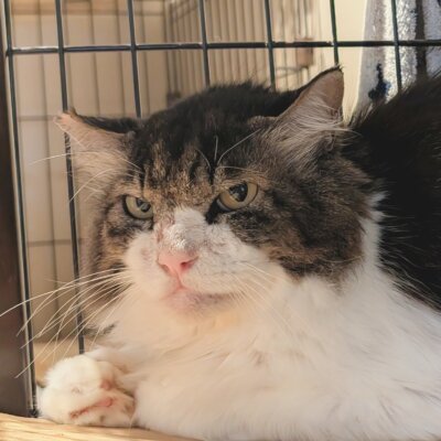 ボス【大阪ねこ浴場】