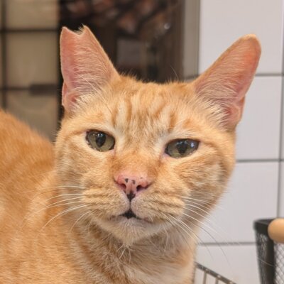 マイケル【大阪ねこ浴場】