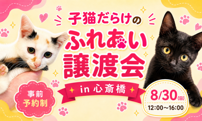 2026/8/30開催【大阪・心斎橋】子猫だらけの保護猫の譲渡会を開催！子猫から大人猫まで参加予定【事前予約制】