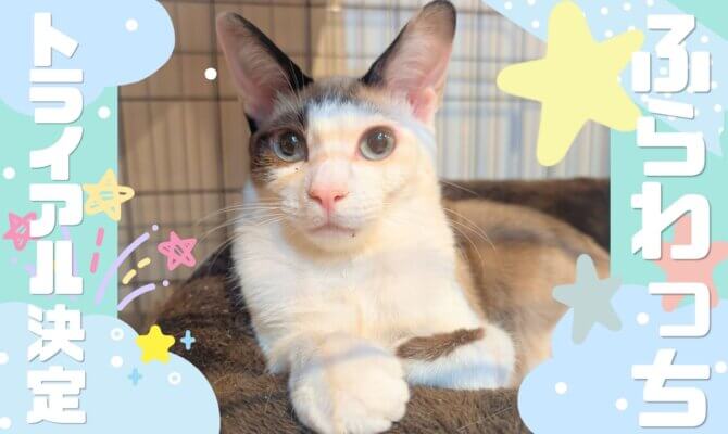 【大阪ねこ浴場】ふらわっち、トライアルへ💐✨️