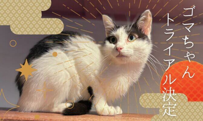 【大阪ねこ浴場】ゴマちゃん、トライアル決定！！♨️