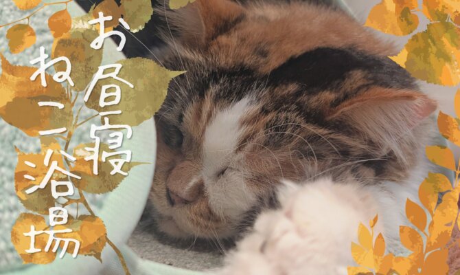 【大阪ねこ浴場】秋の夕暮れはのんびりと🍂🍁/