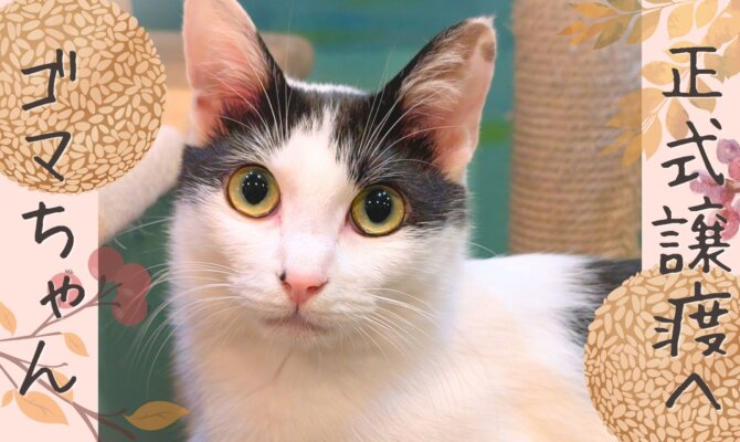 【大阪ねこ浴場】ゴマちゃん、正式譲渡へ🌾✨️